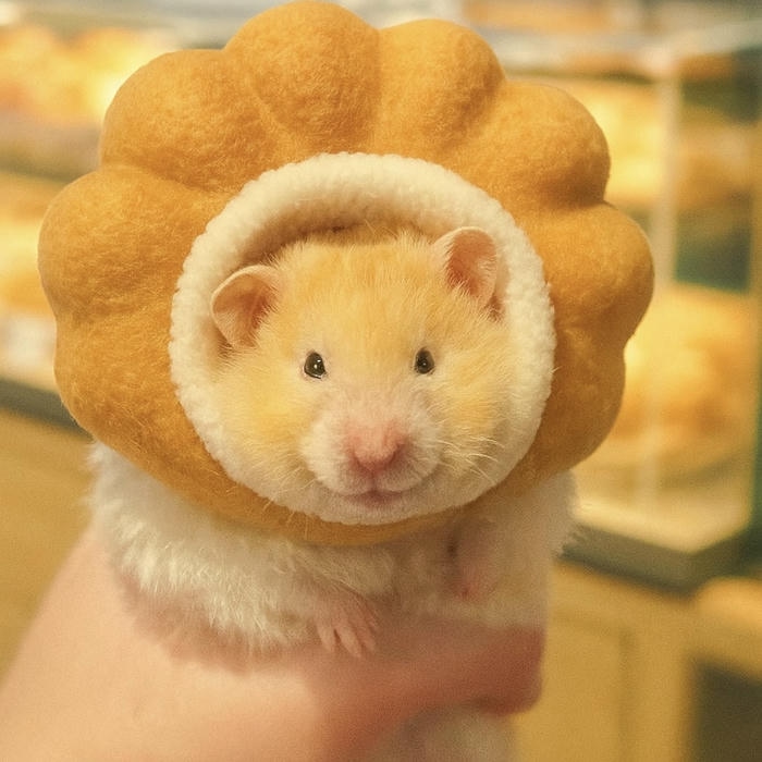 Ảnh hamster chibi voi sac thai sang sua