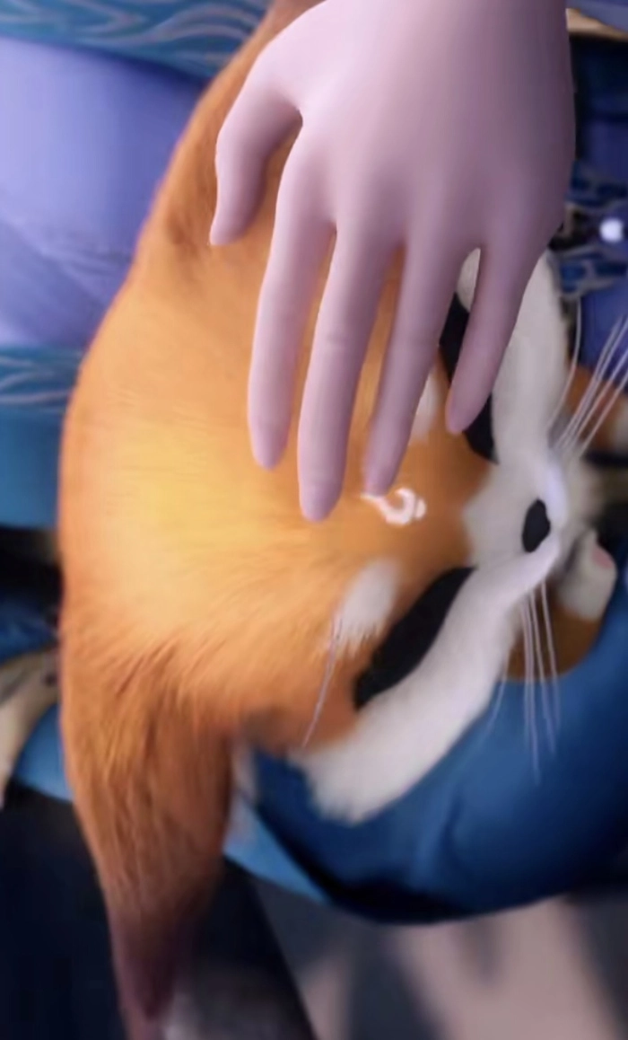 Hình ảnh Thon Thon cực cute